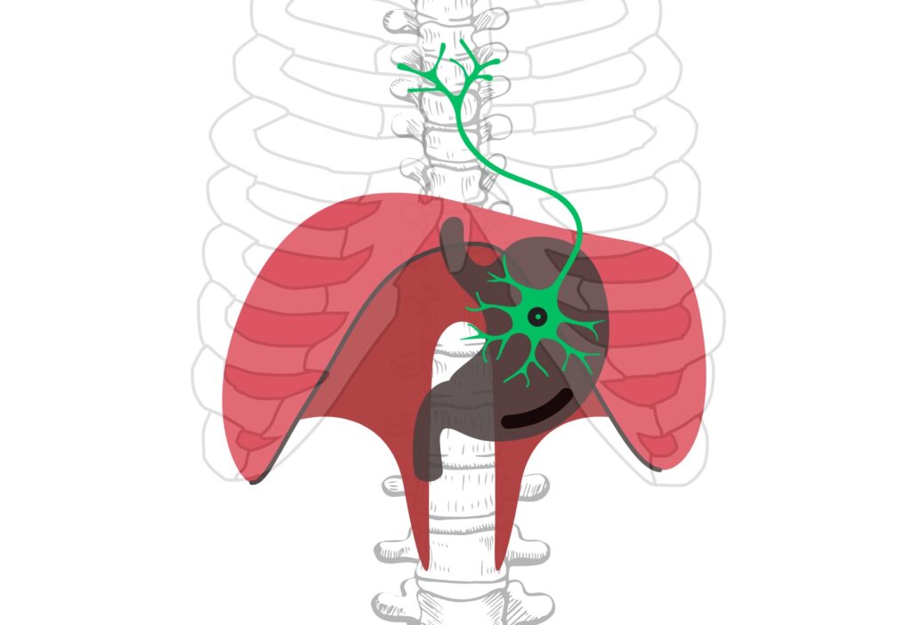 Schema des menschlichen Torsos mit Rippen, Lunge, Zwerchfell und einem hervorgehobenen grünen Neuron, das den Hirnstamm mit dem Zwerchfellmuskel verbindet.